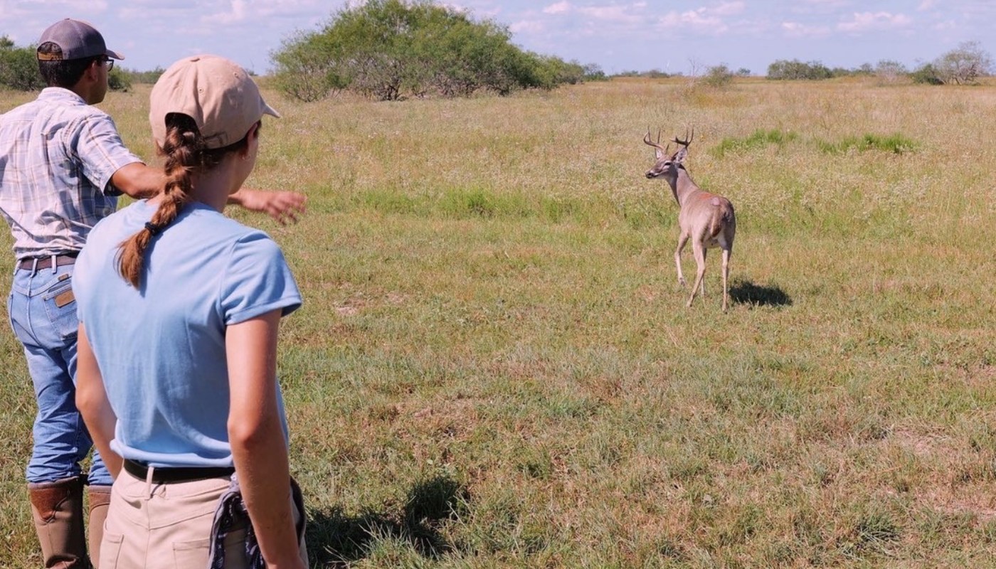 Deer is released into field