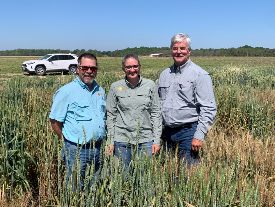 facilty standing in wheat field