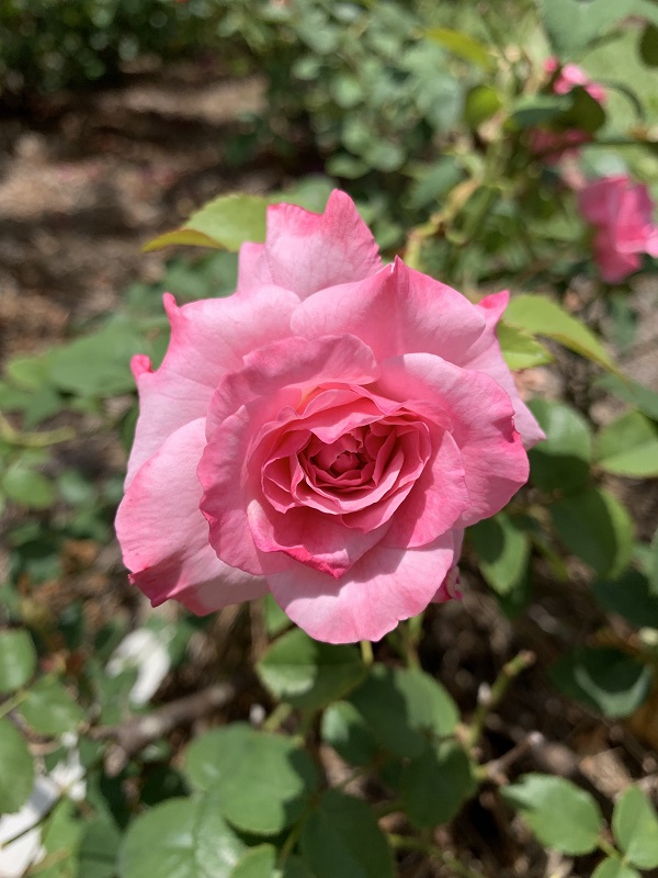 pink rose 