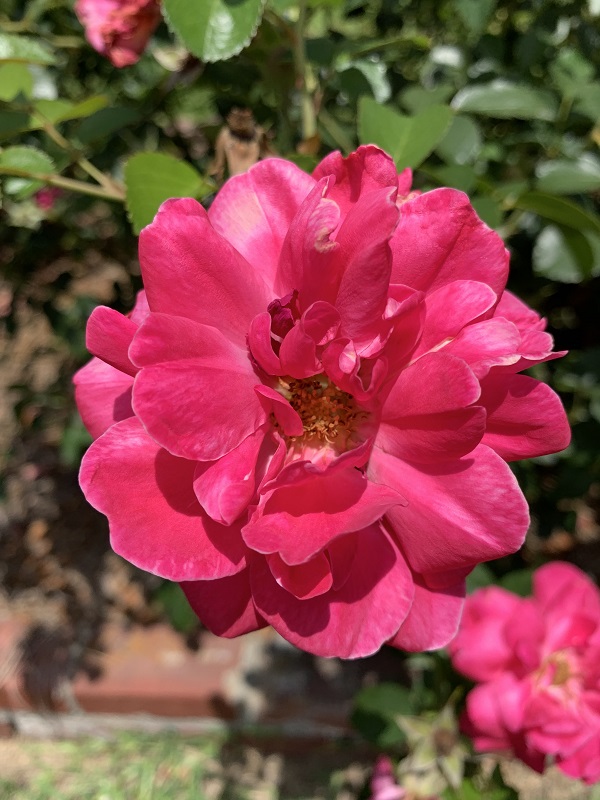 pink rose