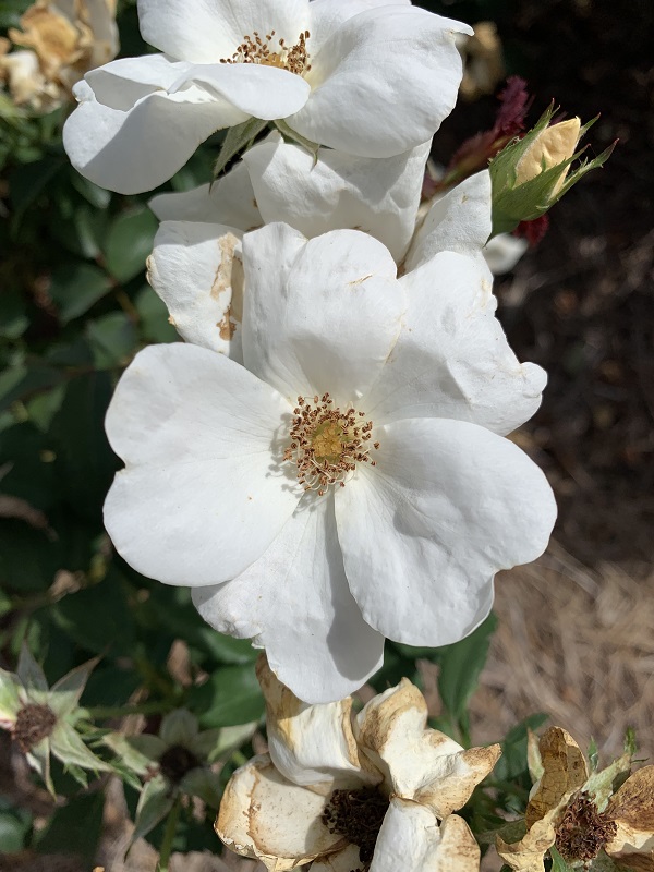 white rose