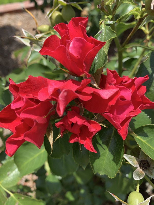 red roses