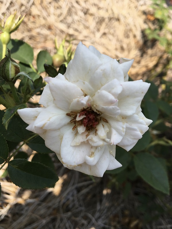 white rose