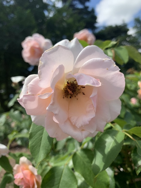 light pink rose