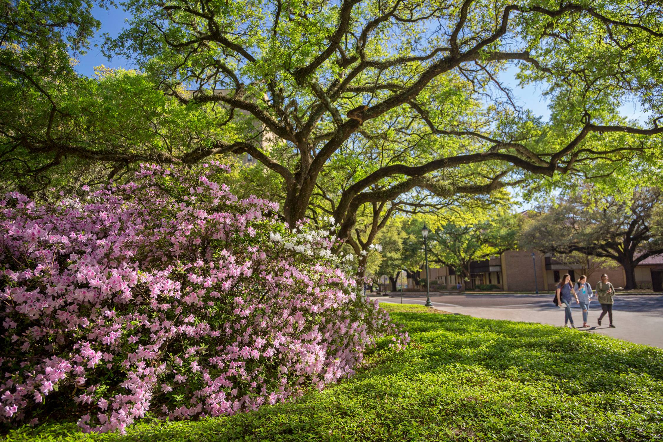 students walking in quad