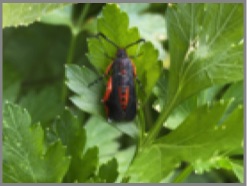 Squash Vine Borer Moth photo