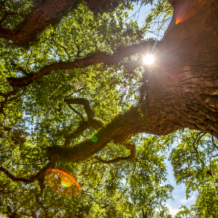 LSU Oak Tree with Sun Shining Through