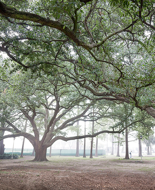 foggy morning in enchanted forest