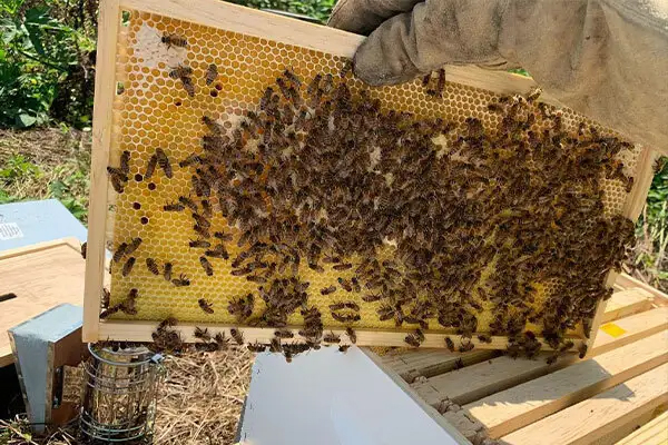 hive frame