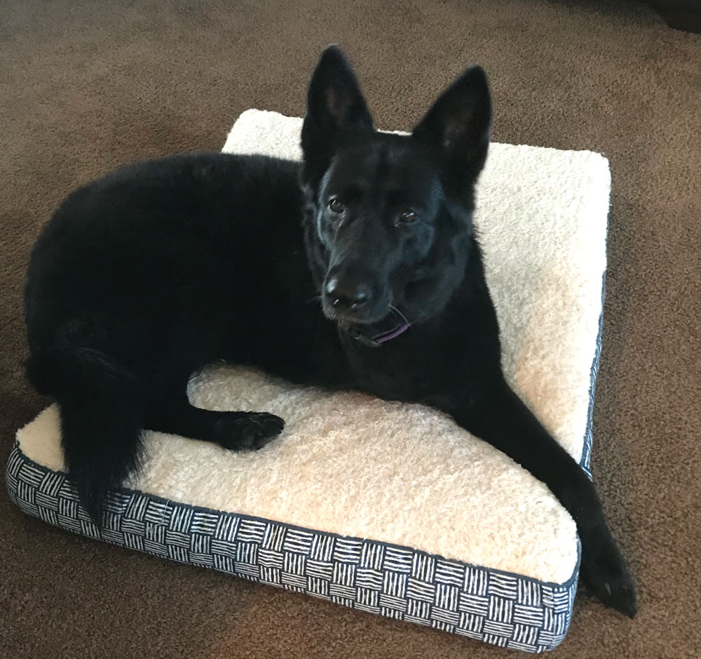 Healthy Shasta on a cushion