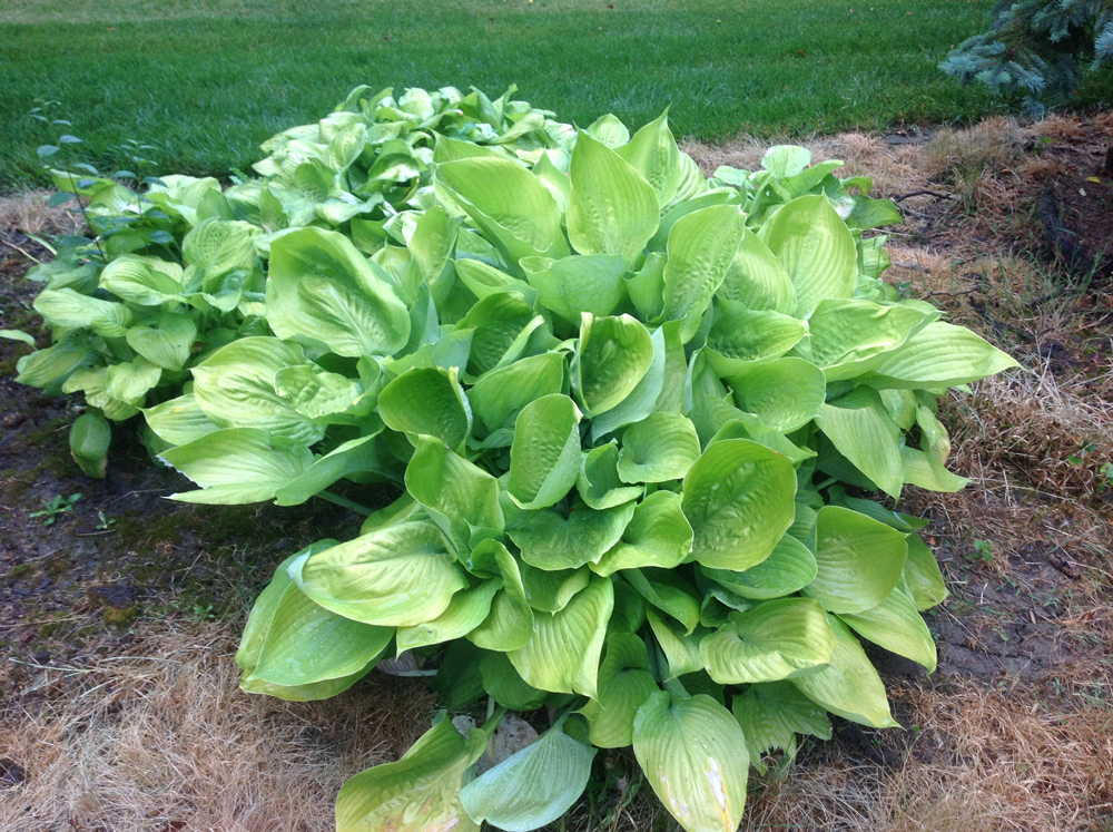 hosta